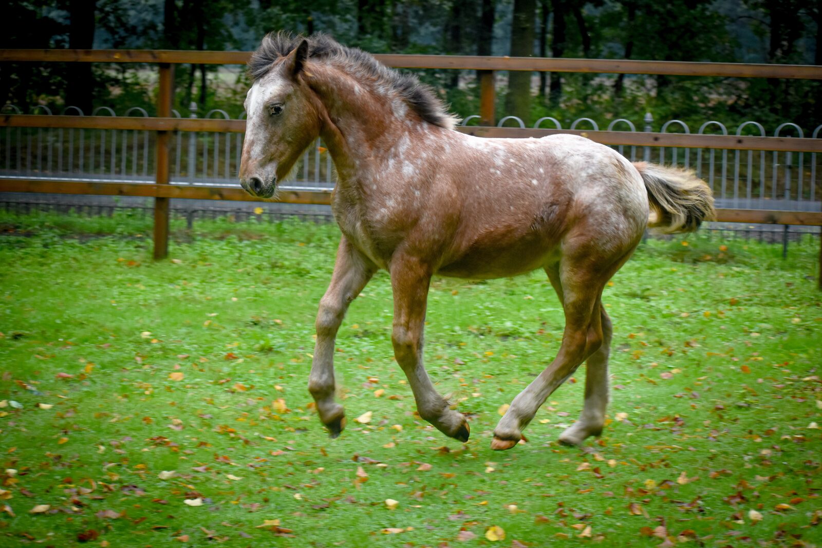 Merrieveulen Blossom Heart in galop in de wei