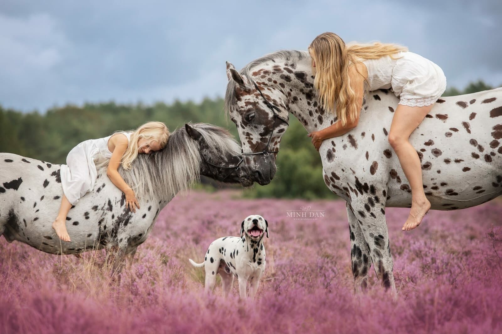 Appaloosa-hengst Nevada met Greetje in de heide