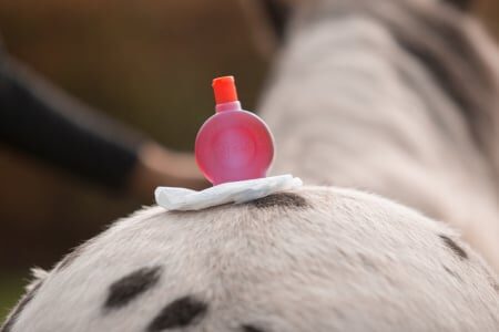 Studenten oefenen guasha op een paard op de Academy